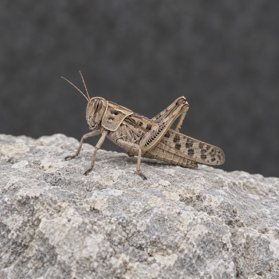desert locust