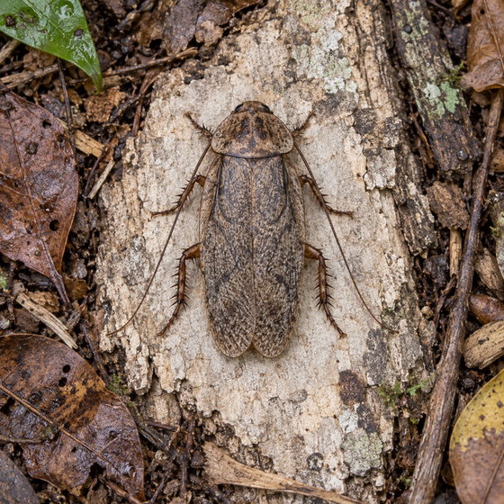 Madeira cockroach