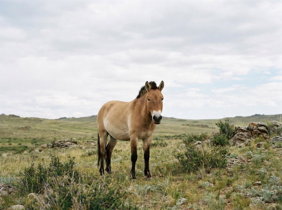 Przewalski's horse