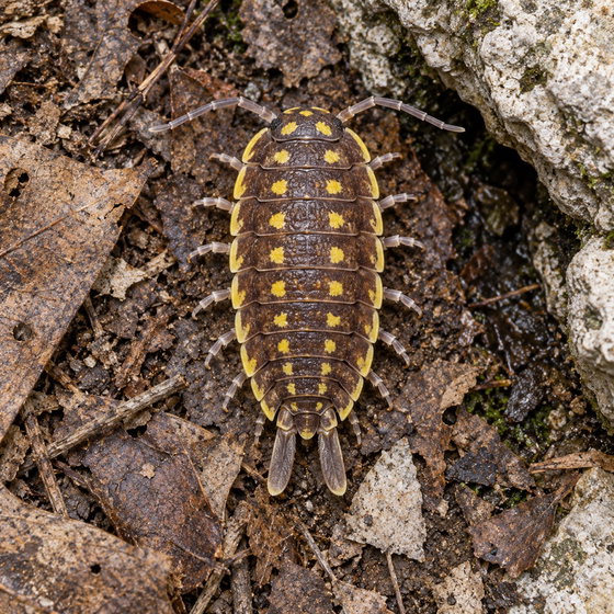 Porcellio haasi