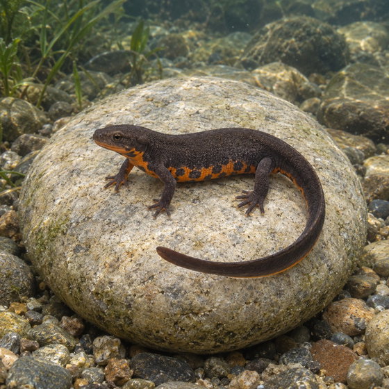 swordtail newt