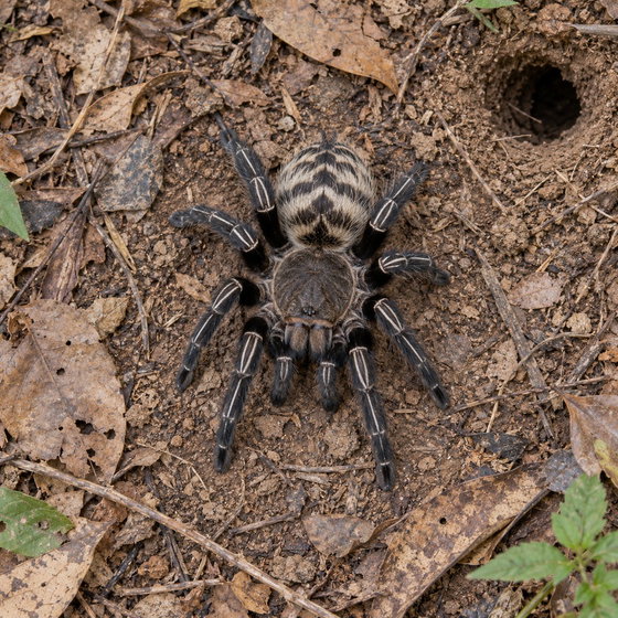 Thai zebra tarantula