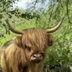 Fiona profile picture