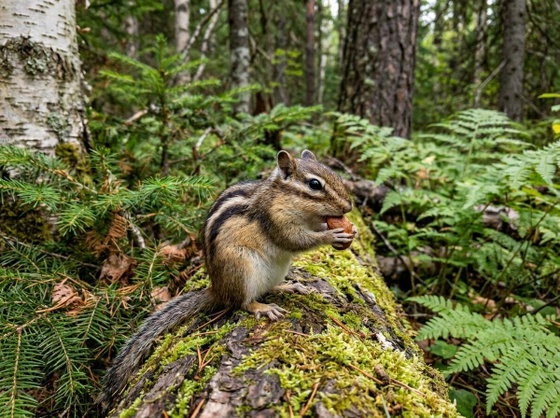 Siberian chipmunk