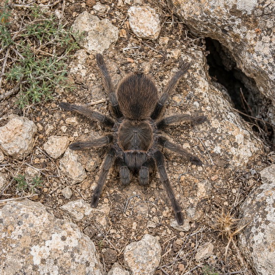 Middle East gold tarantula