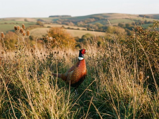 ring-necked pheasant