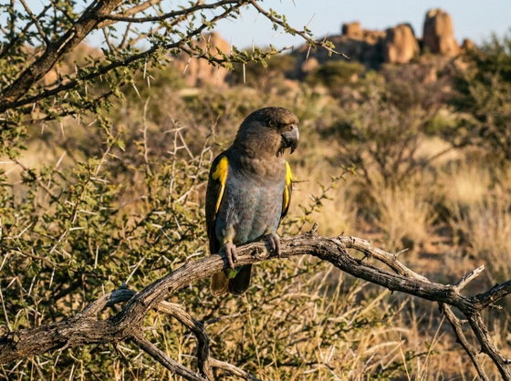 Rüppell's parrot
