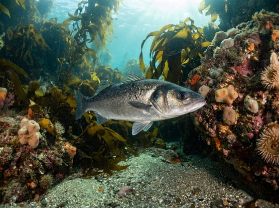 European seabass