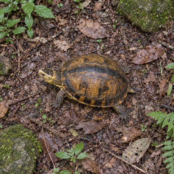 Indochinese box turtle