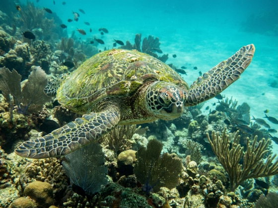 green sea turtle