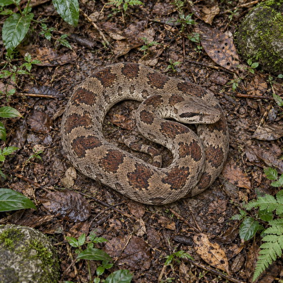 Madagascar ground boa