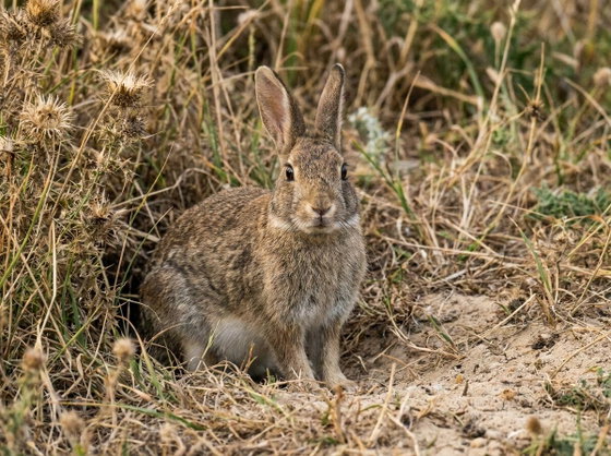 rabbit