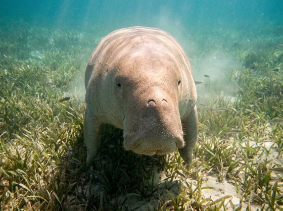 dugong