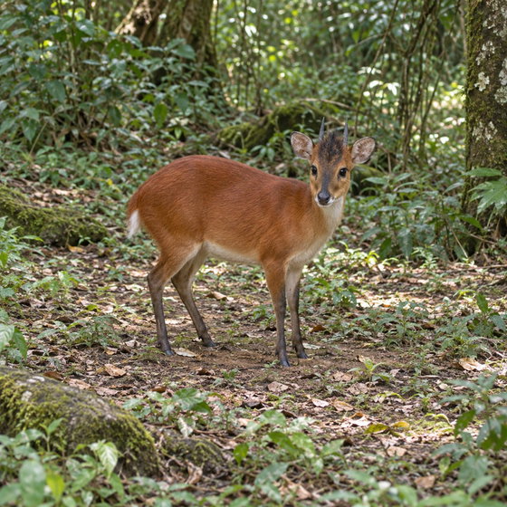 Natal red duiker