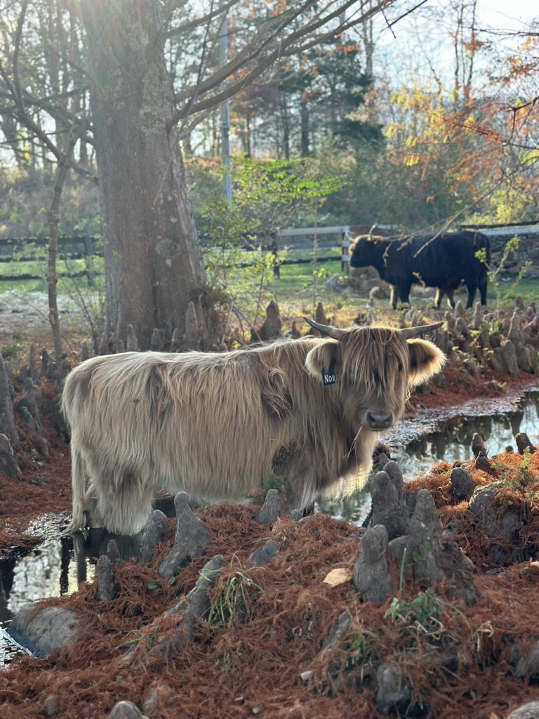 Nora, photo 9