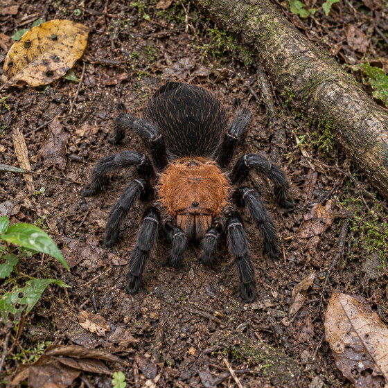 Brazilian red head tarantula