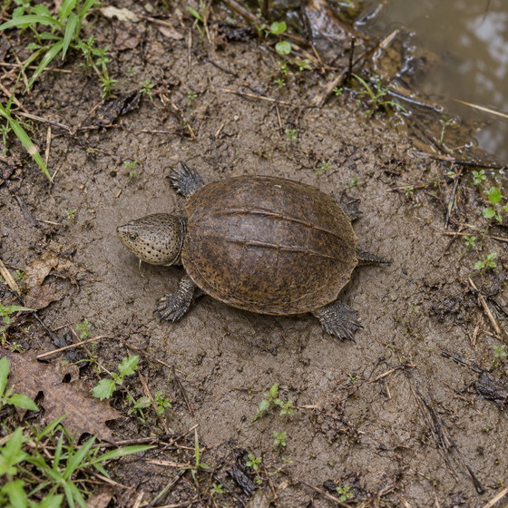 loggerhead musk turtle