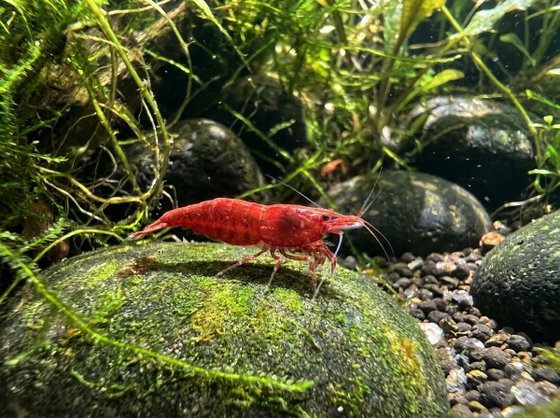 cherry shrimp