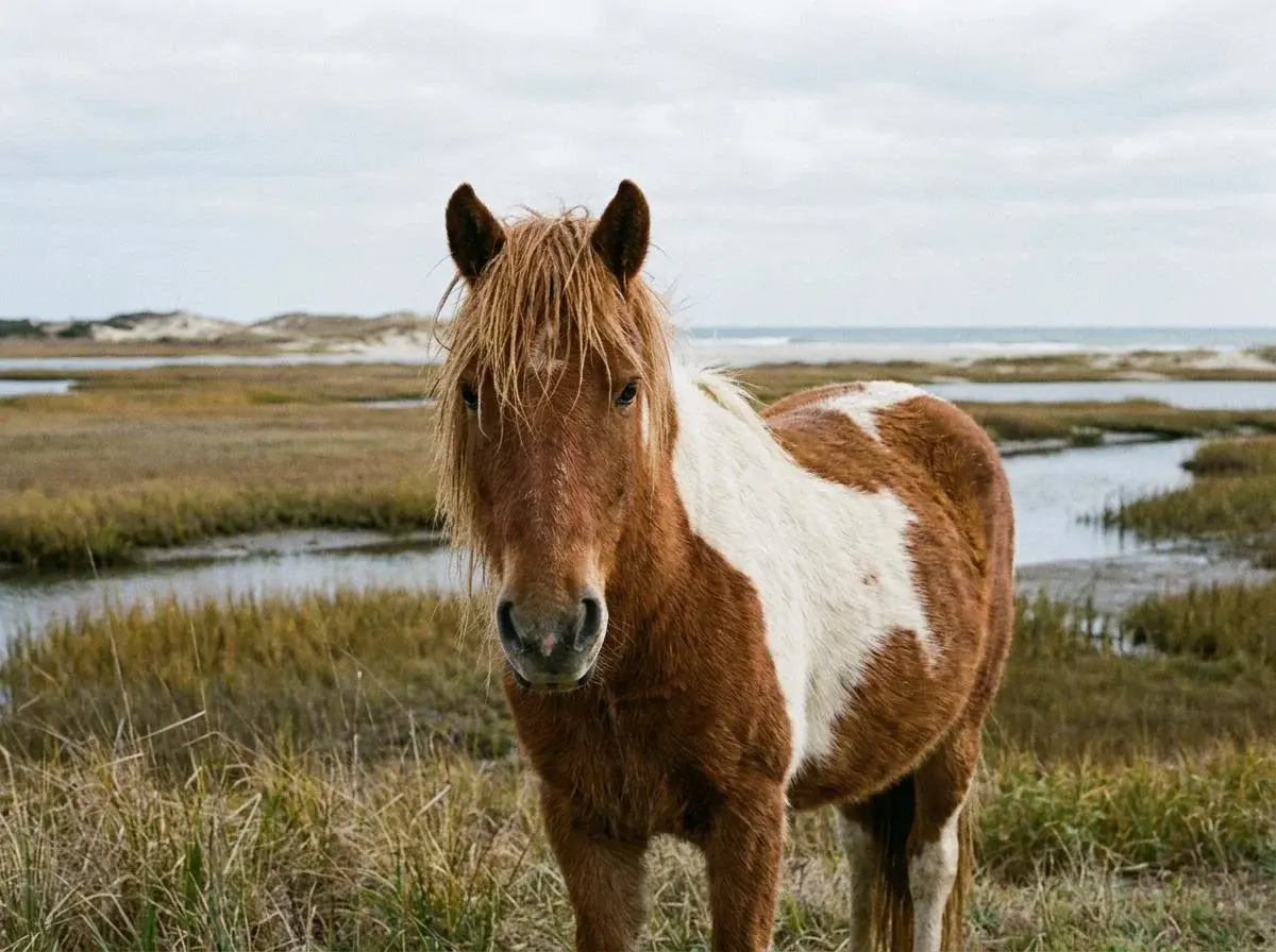 Chincoteague Pony
