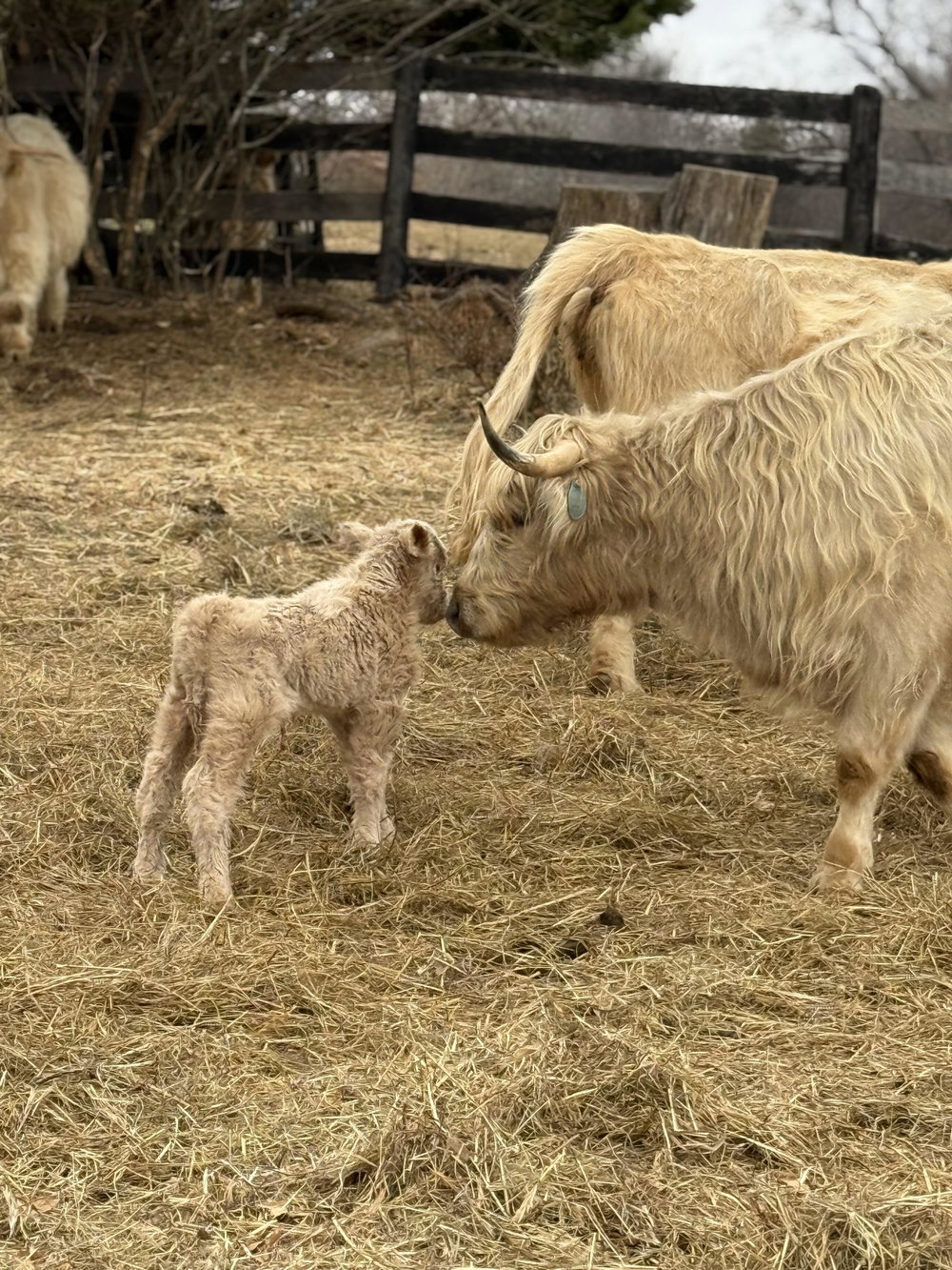Cattle Boarding, photo 2