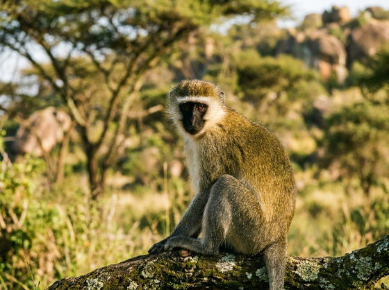African green monkey
