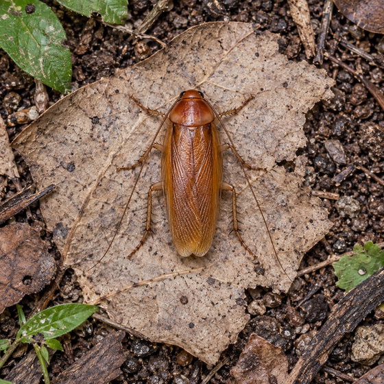 incurious smooth roach