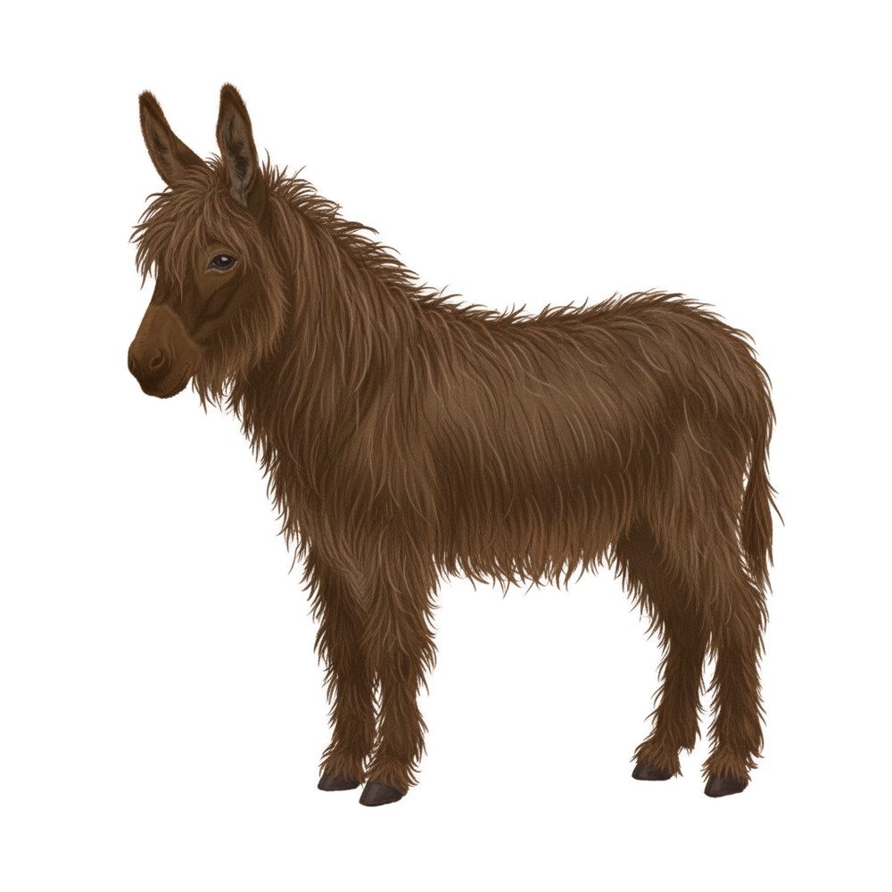 Donkey1, photo 5