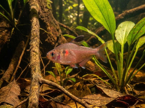 bleeding heart tetra