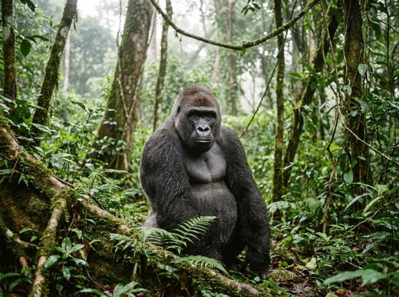 western lowland gorilla