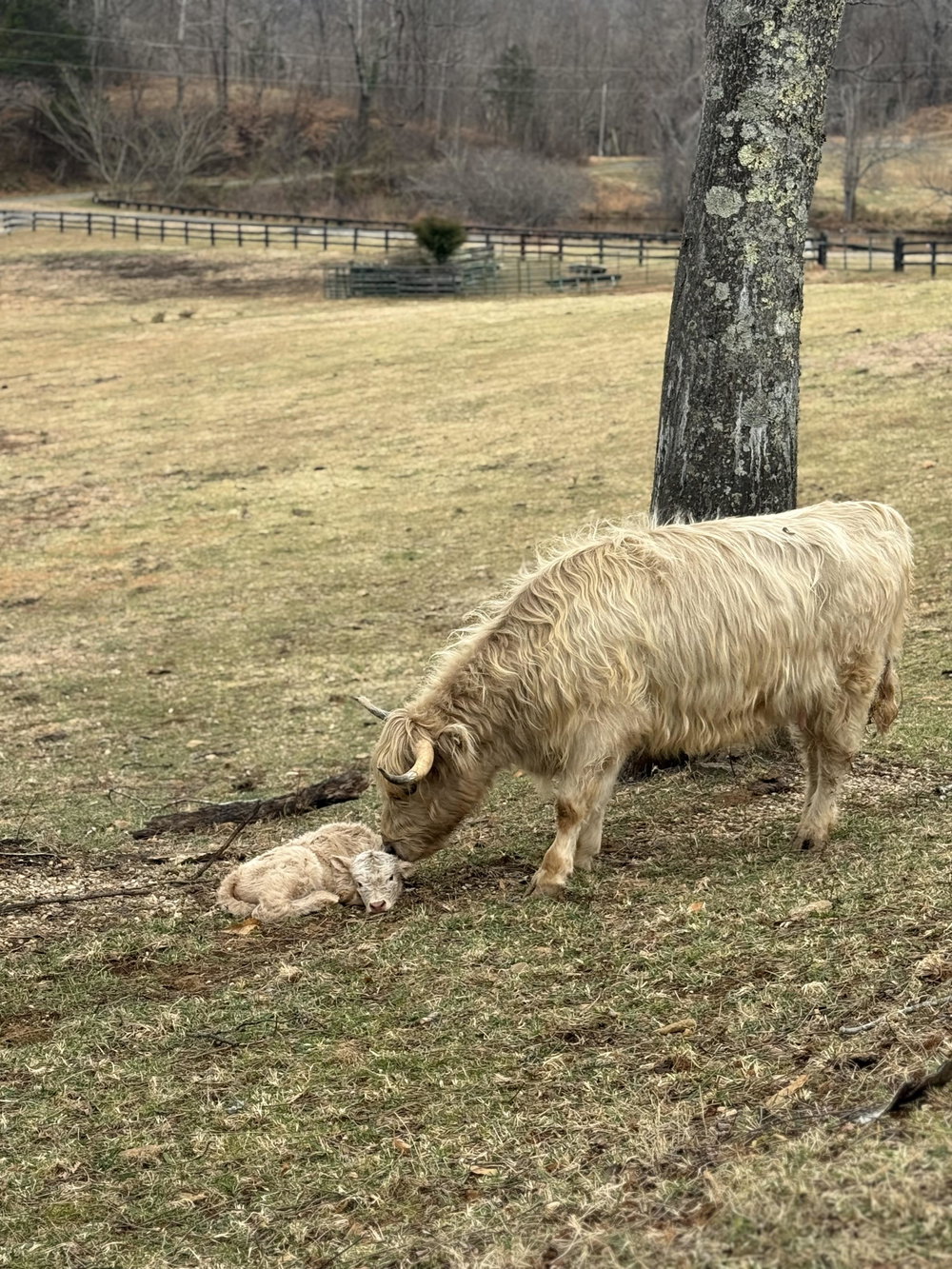 Cattle Boarding, photo 2