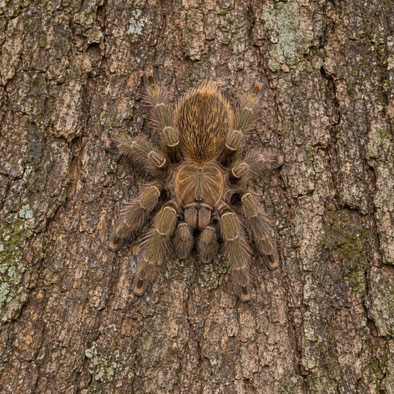 Puerto Rican pink toe tarantula