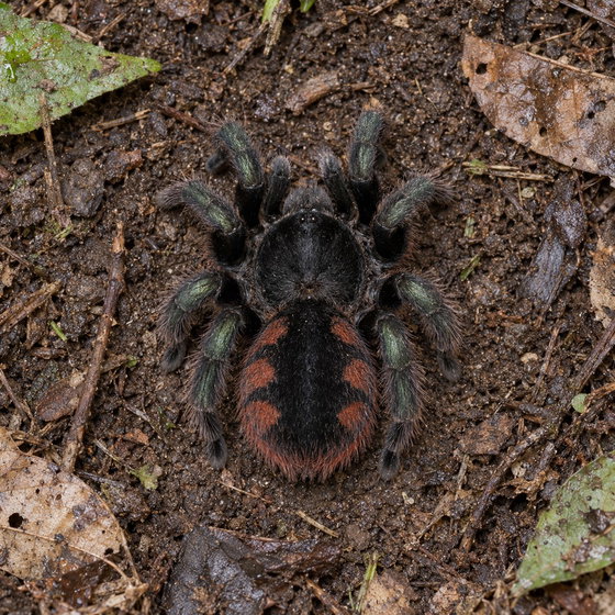 Davus fasciatus
