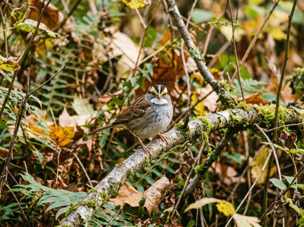 white-throated sparrow