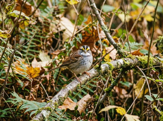 white-throated sparrow