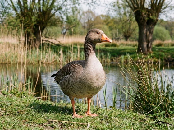 goose
