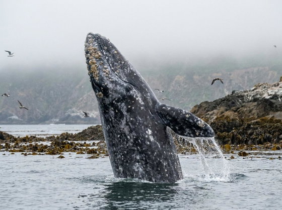 gray whale