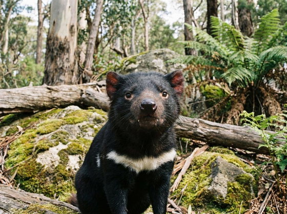 Tasmanian devil