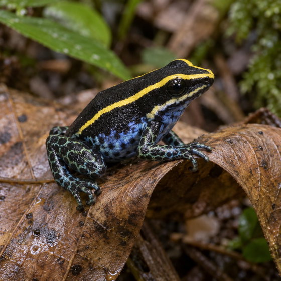 sky-blue poison frog