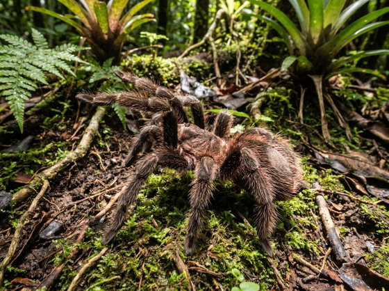 Brazilian salmon pink tarantula
