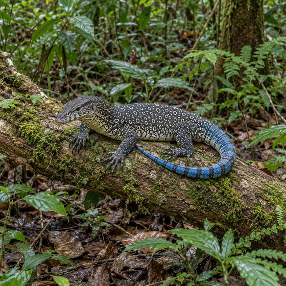 bluetail monitor