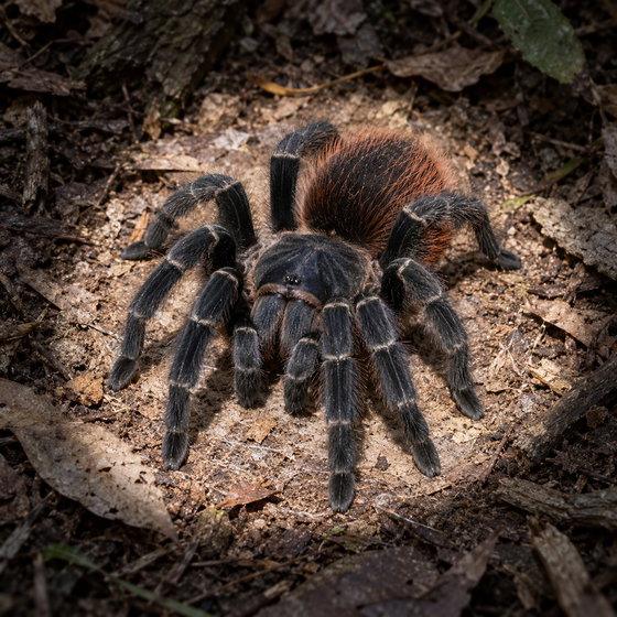 Entre Rios tarantula