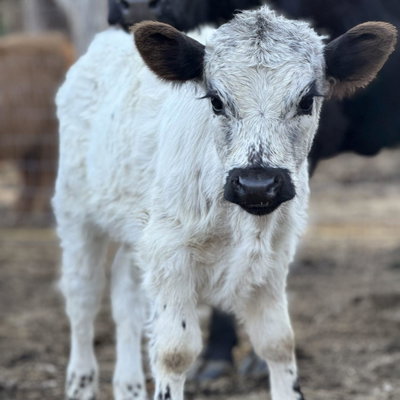 Ranger profile picture