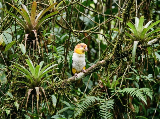 white-bellied parrot