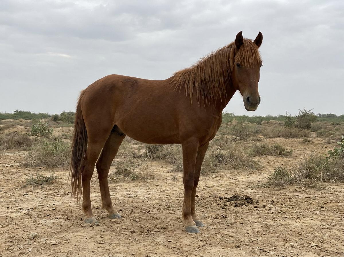 Sindhi Horse