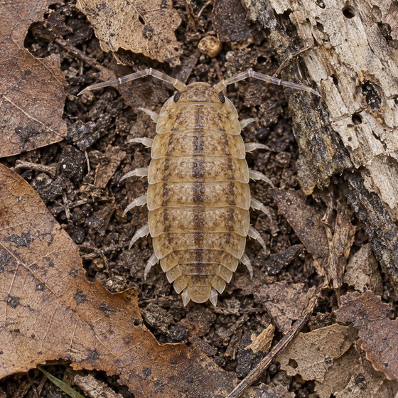 Agabiformius lentus