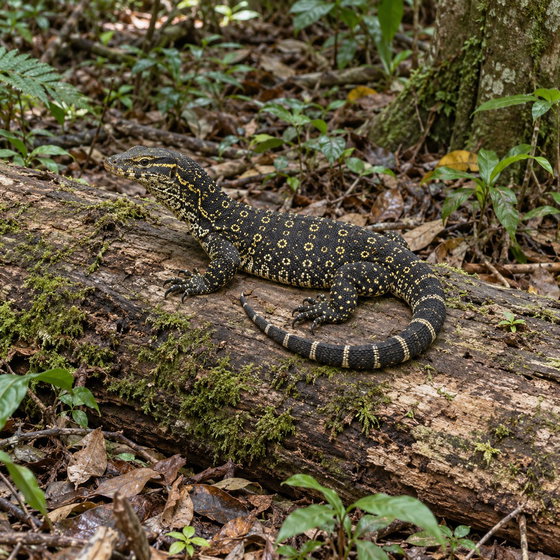 mangrove monitor