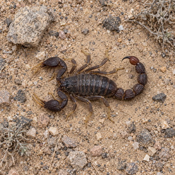 ebony fat tail scorpion