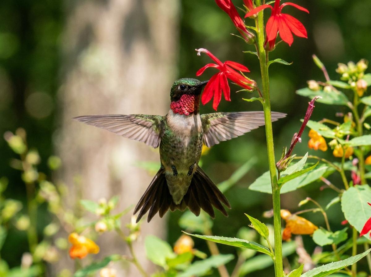 ruby-throated hummingbird