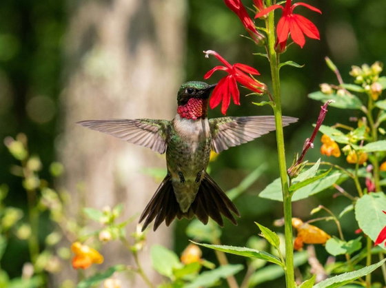 ruby-throated hummingbird