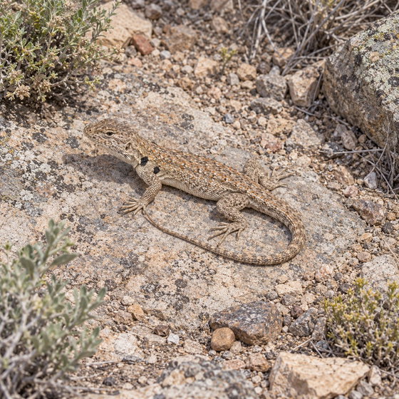 side-blotched lizard